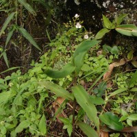 Murdannia zeylanica (C.B.Clarke) G.Brückn.